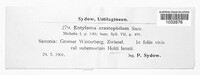 Entyloma crastophilum image